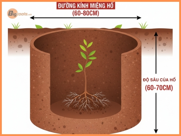 Hướng Dẫn Chi Tiết Kỹ Thuật Khoan Đất Trồng Xoài, Bưởi, Sầu Riêng