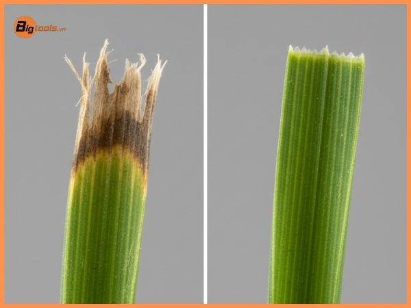 Hướng Dẫn Bảo Dưỡng Máy Cắt Cỏ Đẩy Tay Toàn Diện